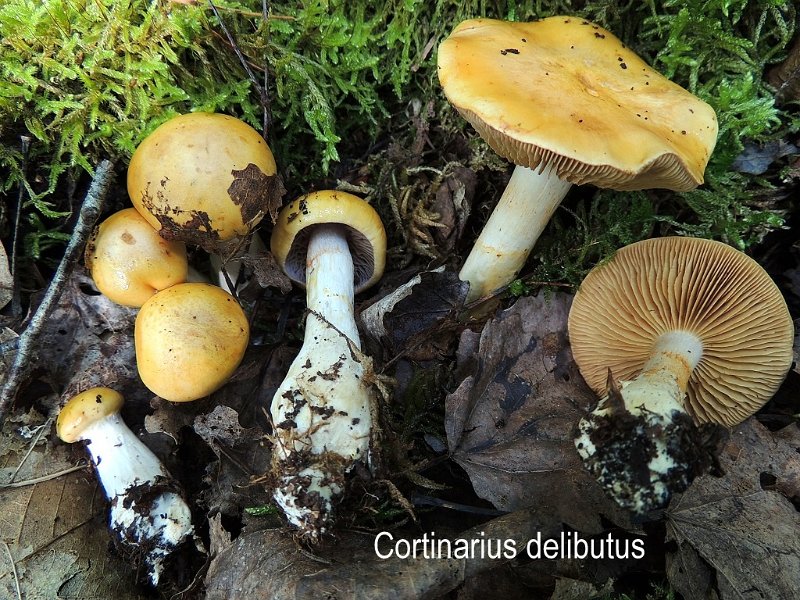 Cortinarius delibutus-amf543.jpg - Cortinarius delibutus ; Syn: Myxacium delibutum ; Nom français: Cortinaire à lames lilas